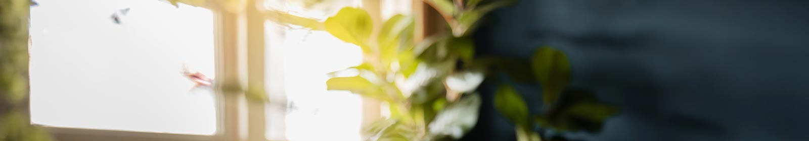 a plant sitting against a window 